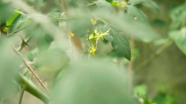 Tomatblommor Växthus Närbild — Stockvideo