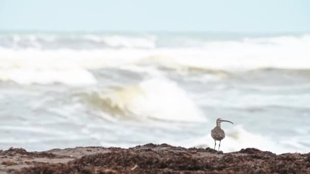 Costa Rica Aves Costeiras Vida Selvagem Whimbrel Hudsoniano Numenius Hudsonicus — Vídeo de Stock