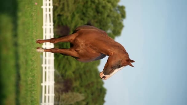 Vertical Tiro Castanha Marrom Cavalo Abanando Sua Cauda Fazenda — Vídeo de Stock