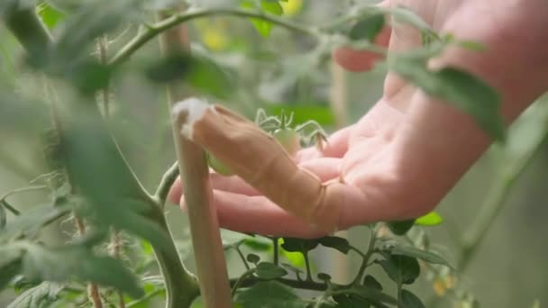 Farmer Dotykając Ręką Zielonych Pomidorów Organicznych Szklarni Zamknij Powolny Ruch — Wideo stockowe