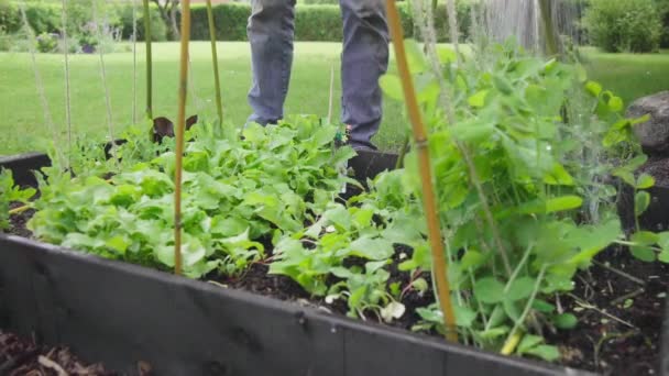 정원에는 집에서 유기농 야채에 있습니다 가까이 — 비디오
