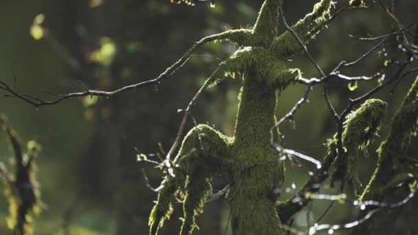 Zbliżenie Pokręconych Pokrytych Mchem Uschniętych Gałęzi Drzew Deszczu Pajęczyny Podświetlone — Wideo stockowe