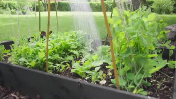 침대에 식물들에게 있습니다 정원가꾸기 집에서 재배하는 유기체 — 비디오