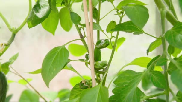 Pěstování Ekologických Čerstvých Paprik Skleníku Zelená Paprika Malé Zblízka — Stock video