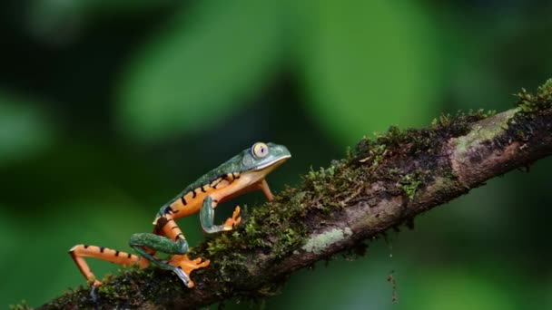 Tree Frog Costa Rica Animales Vida Silvestre Selva Tropical Tiger — Vídeos de Stock