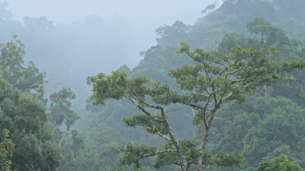Heavy Rain Rainforest Trees Raining Rainy Season Tropical Storm Landscape — Stock video