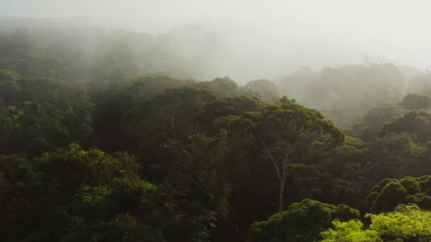 Aerial Drone Shot Rainforest Scenery Costa Rica Misty Tropical Jungle — Stock videók