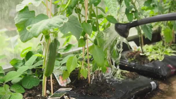 Pengairan Tanaman Organik Homegrown Dengan Air Dapat Rumah Kaca Close — Stok Video