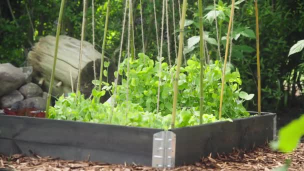 정원의 침대에서 채소가 자라고 있습니다 완두콩 — 비디오