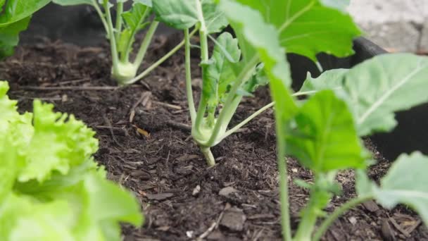 가까이 비식물을 재배하고 집에서 재배하는 — 비디오