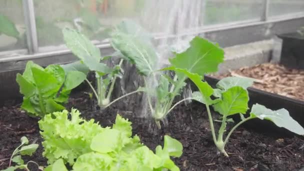 정원에 자작농인 비식물에 — 비디오