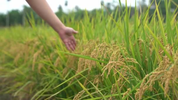 Mano Cinematográfica Deslizándose Través Cultivos Arroz Cultivados Hermoso Arrozal Arroz — Vídeo de stock