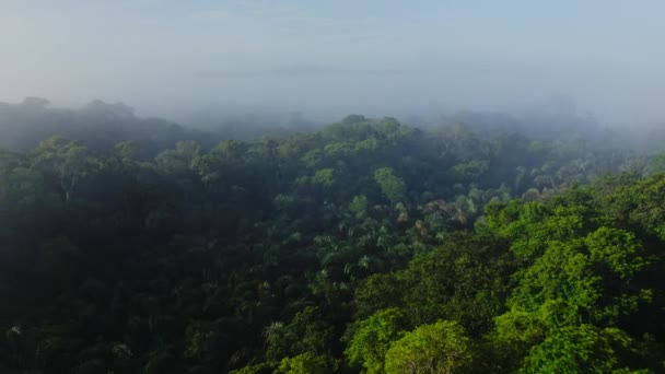 空中ドローンコスタリカの熱帯雨林の風景 霧の風景の中の木々や雲の上 広大なリモートアメージング熱帯ジャングルの風景 気候変動についてのショットを確立する高 — ストック動画