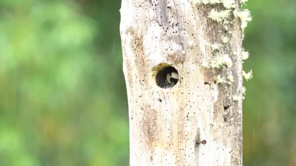 Costa Rica Bird Acorn Woodpecker Melanerpes Formicivorus Its Birds Nest — Wideo stockowe