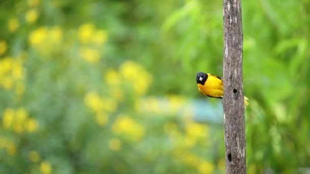 Tropical Bird Costa Rica Baltimore Oriel Icterus Galbula Λαμπερό Πολύχρωμο — Αρχείο Βίντεο