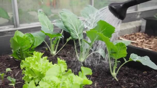 정원에서 샐러드 가까이 수있다 — 비디오