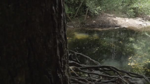Old Tree Trunk Rivelato Uomo Piedi Nel Foro Nuoto Emmagen — Video Stock