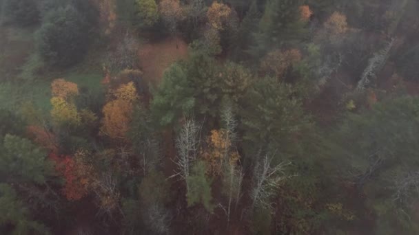 Autumnal Forest Tree Fog Tranquil Town Vermont United States Воздушное — стоковое видео