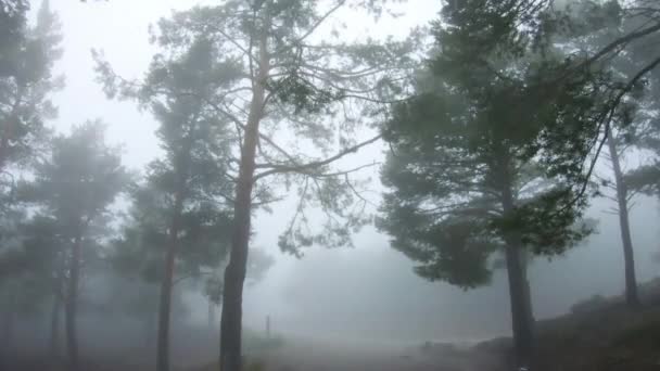 Pov Persona Che Guarda Gli Alberi Una Pineta Deserta Nebbiosa — Video Stock