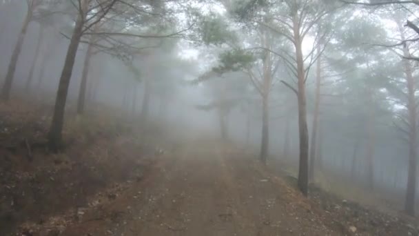 Uma Pessoa Olhando Redor Uma Floresta Fria Pinheiros Nebulosos Com — Vídeo de Stock