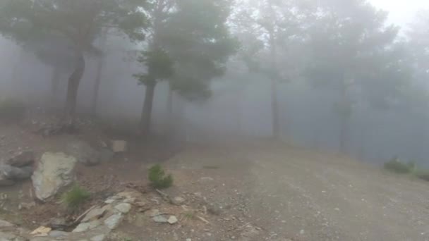 Verirrte Person Auf Einem Feldweg Nebligen Kiefernwald — Stockvideo