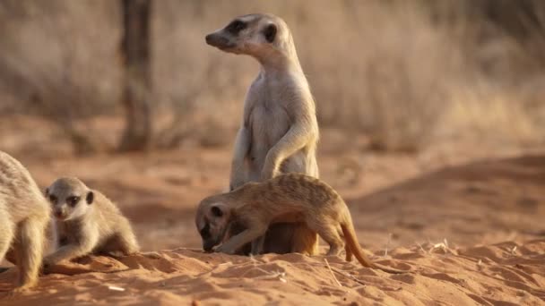 Meerkat Bébés Enfouissent Dans Sable Rouge Tandis Que Leur Mère — Video