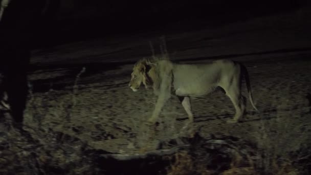雄狮子在晚上走到一个浇水的洞里喝水 追踪镜头 — 图库视频影像