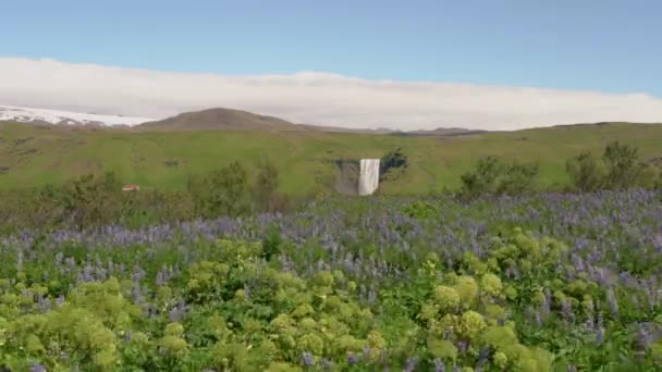 Machanie Lupine Kwiaty Wietrze Przed Wodospadem Skogafoss Słoneczny Dzień Islandii — Wideo stockowe