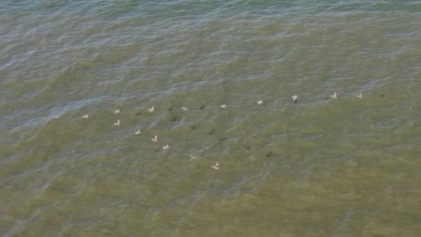 Nagranie Lotu Ptaka Nad Stadem Pelikanów Lecących Formacji Nad Wybrzeżem — Wideo stockowe