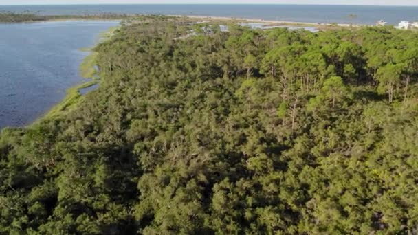 Filmati Aerei Fitta Lussureggiante Foresta Naturale Costiera Della Florida — Video Stock