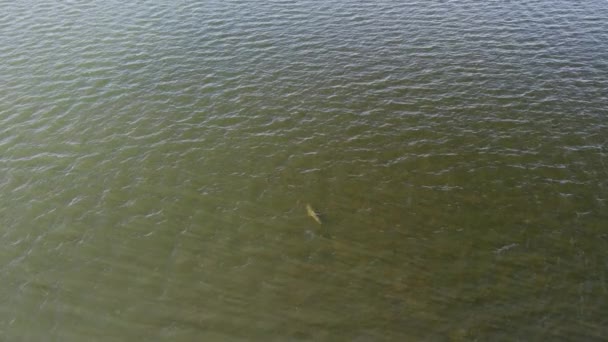Imágenes Drones Siguiendo Tiburón Mientras Dirige Aguas Más Profundas Desde — Vídeo de stock