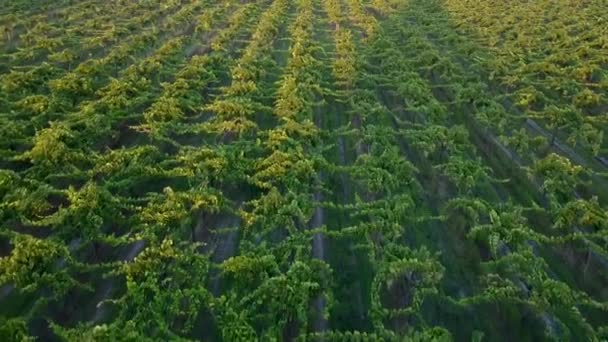 Ein Drohnenbild Zeigt Einen Weinberg Der Zentralen Region Chiles — Stockvideo