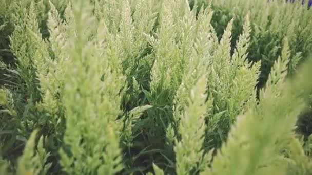 Közelkép Nagy Látószögű Kilátás Celosia Sylphid Lime Zöld Virág Mező — Stock videók