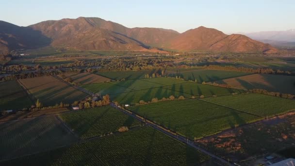 Drone Afbeelding Toont Een Wijngaard Centrale Regio Van Chili — Stockvideo