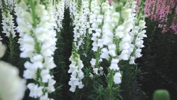 Vista Ravvicinata Angolo Alto Del Campo Fiori Bianchi Snapdragon Antirrhinum — Video Stock