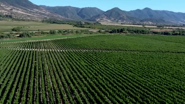 Drone Image Shows Vineyard Central Region Chile — Stock Video