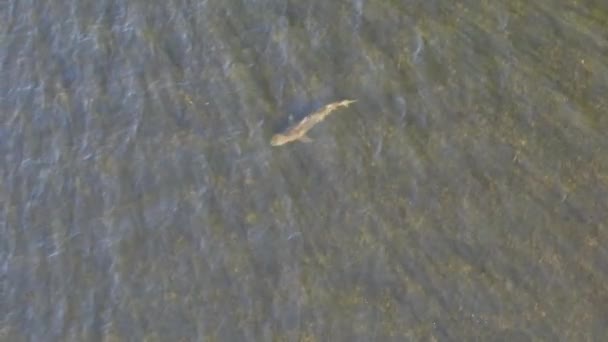 Drónfelvételek Egy Cápáról Amint Tiszta Vízben Úszik — Stock videók
