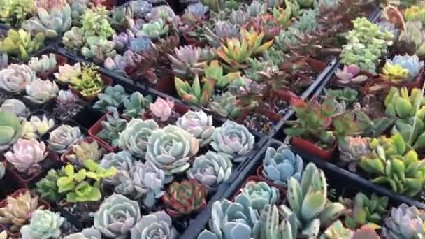 Pan Many Beautiful Succulents — Stock Video