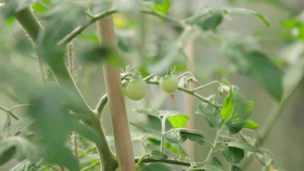 온실에서 자라는 녹색식물 동작을 가까이 토마토 — 비디오