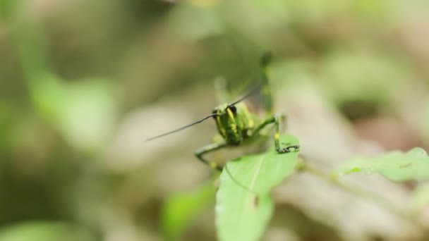 Cinematic Wildlife Macro Footage Grasshopper Slow Motion Middle Jungle Mexico — Stock Video