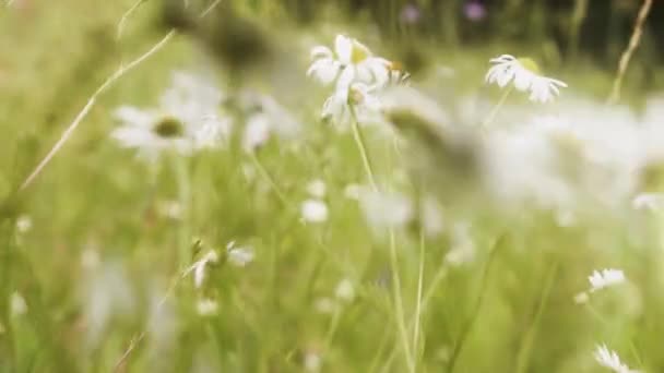 Wołowo Oka Stokrotka Wołowo Oka Stokrotka Psia Stokrotka Kłosy Łące — Wideo stockowe