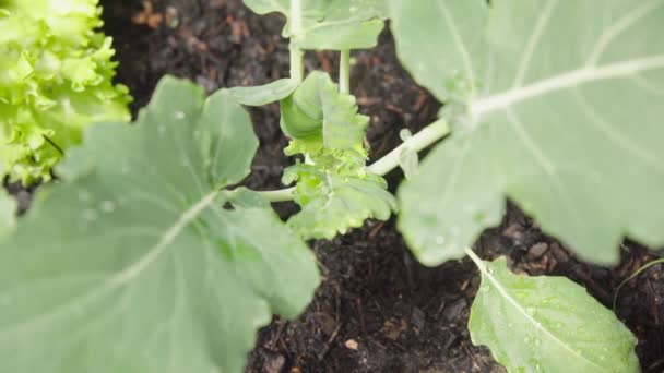 Roślina Kohlrabi Rosnąca Łóżku Roślinnym Ogrodzie Zdrowe Organiczne Zbliżenie Top — Wideo stockowe