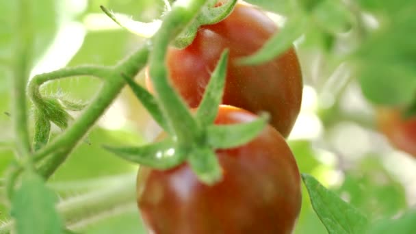 Rote Bio Tomaten Gemüsegarten Bei Sonnenschein Aus Nächster Nähe — Stockvideo