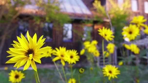 Sieben Linden Eco Dorpsgebouw Gele Bloemen Voorgrond Pan Dag — Stockvideo