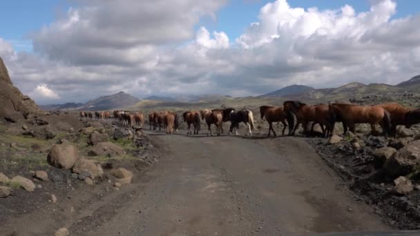 Manada Cavalos Islandeses Cor Marrom Preta Caminhando Longo Estrada Vulcânica — Vídeo de Stock