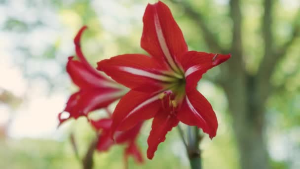 Czerwony Kwiat Bliska Parku Naturalnym Nieskażone Piękno Planety Ziemia — Wideo stockowe