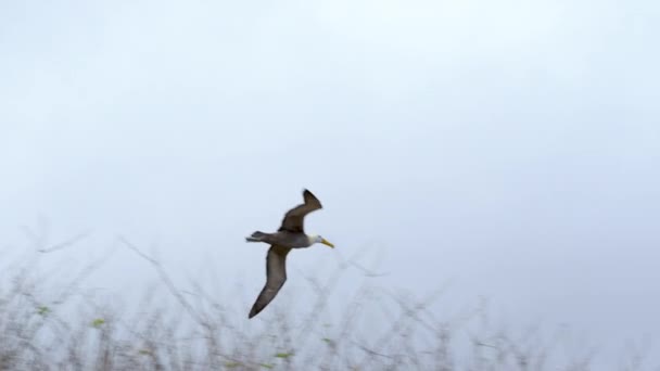 Punta Suarez Üzerinde Galapagos Uçan Albatros Dalgası Zleme Görüntüsü — Stok video