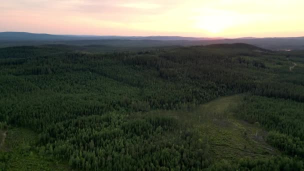 Drohnenflug Über Riesigem Waldpark Mit Kieferndickicht Schwedischen Dalarna Weitschuss Aus — Stockvideo