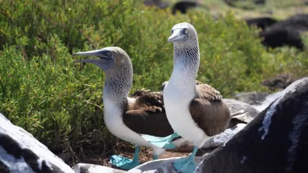 Paar Blue Footed Booby Whistling Mating Call Partner Espanola Island — Stockvideo
