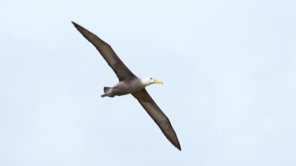 Punta Suarez Üzerinde Galapagos Uçan Albatros Dalgası Görüntüyü Takip — Stok video